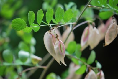 Colutea arborescens - žanovec měchýřkatý - zrající plody